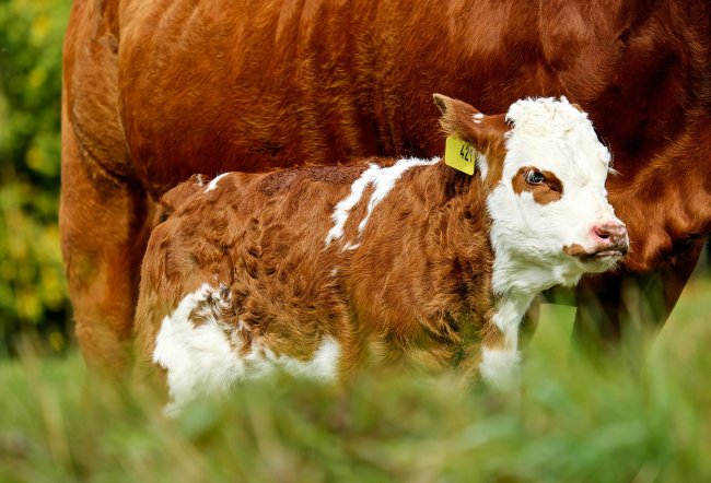 L’agricoltura biologica? Una moda (in parte) irrazionale