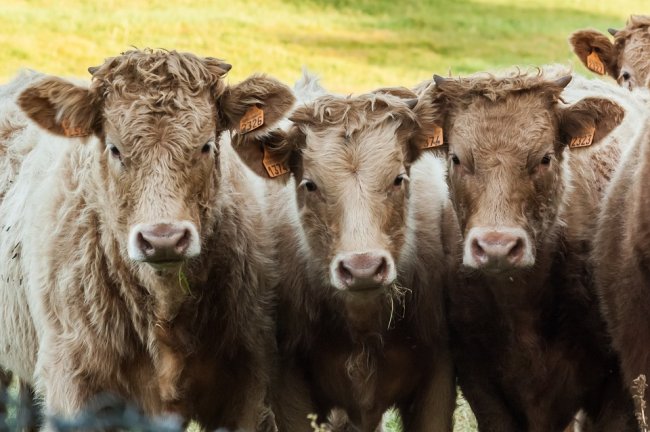 I colossi della carne inquinano più della Germania