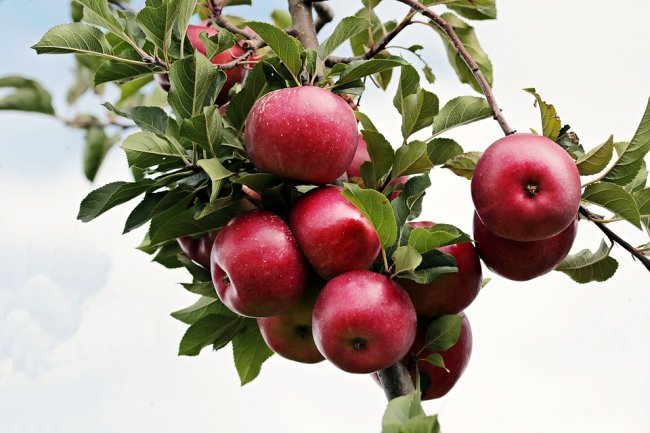 Le Red Delicious non le importa più, Putin le fa coltivare sul Mar Nero