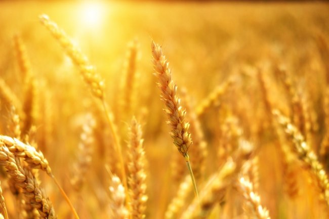Ucraina e Russia forniscono più di un 1/3  dell’export globali di grano