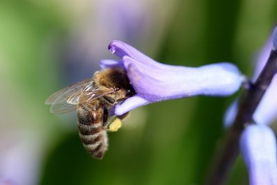 Produzione alimentare in crisi per l’estinzione degli impollinatori