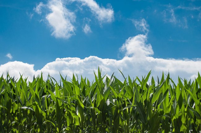 Land grabbing, i padroni della terra allungano le mani